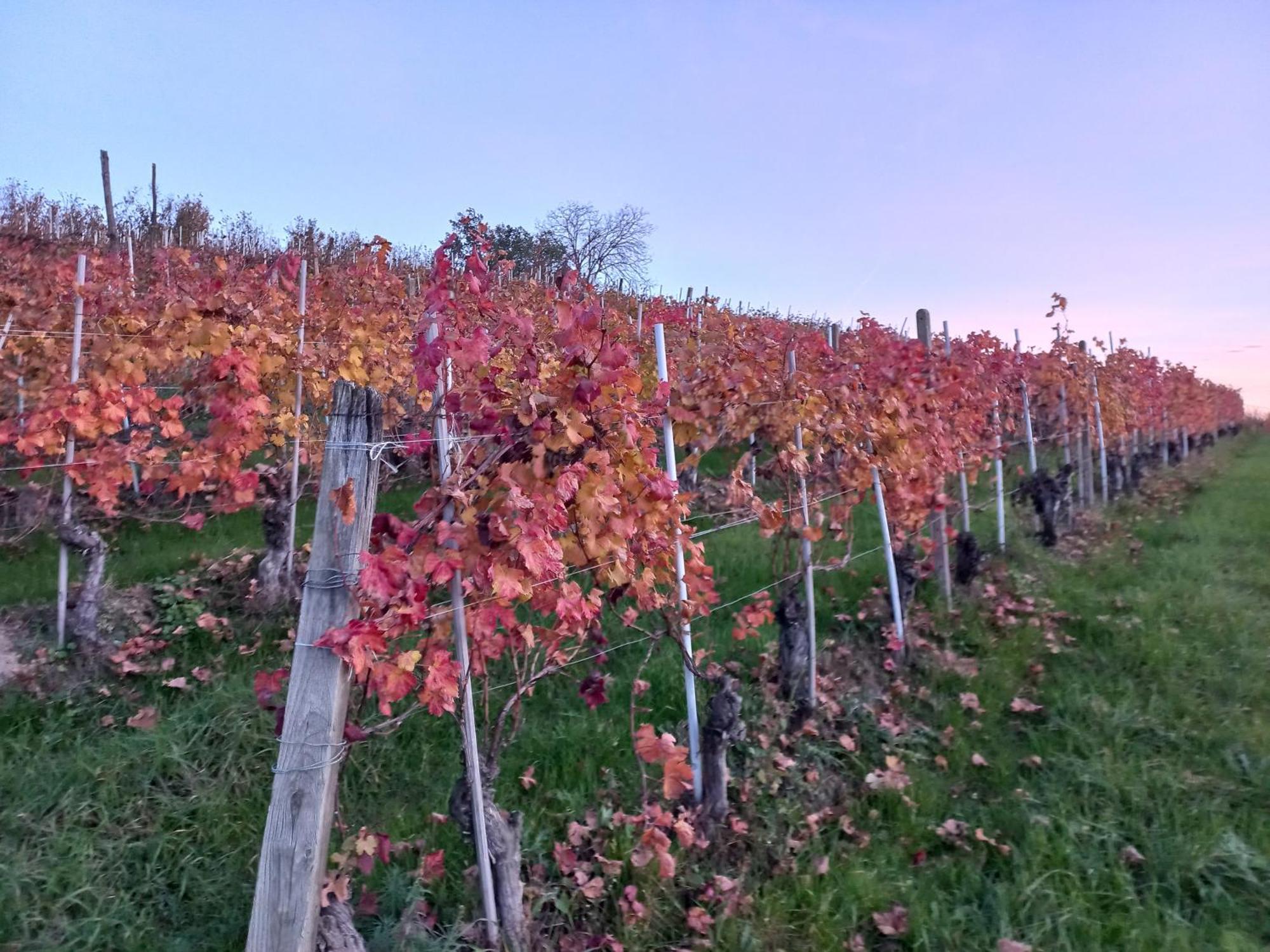 La Briccola Villa Diano dʼAlba Dış mekan fotoğraf