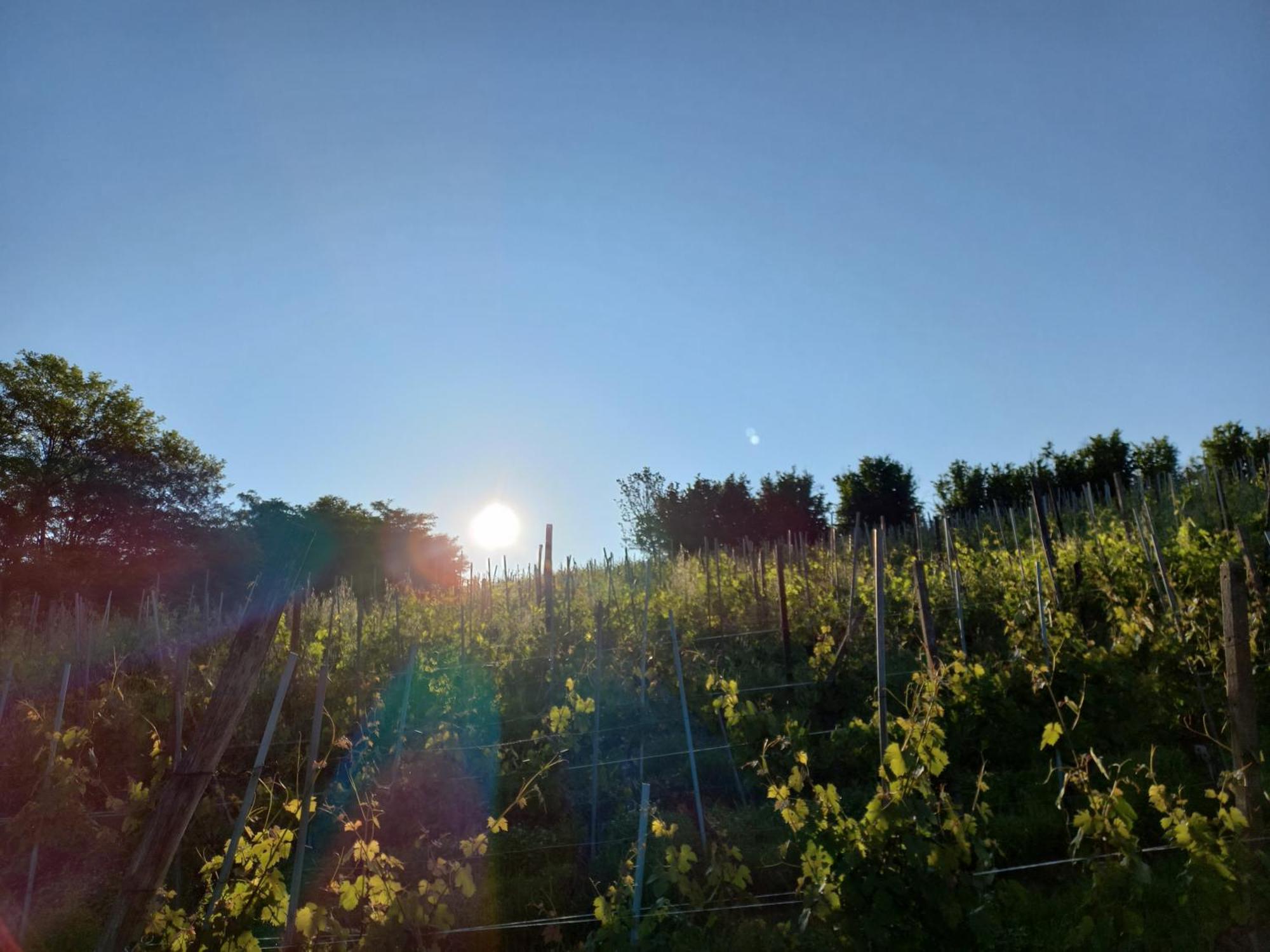 La Briccola Villa Diano dʼAlba Dış mekan fotoğraf